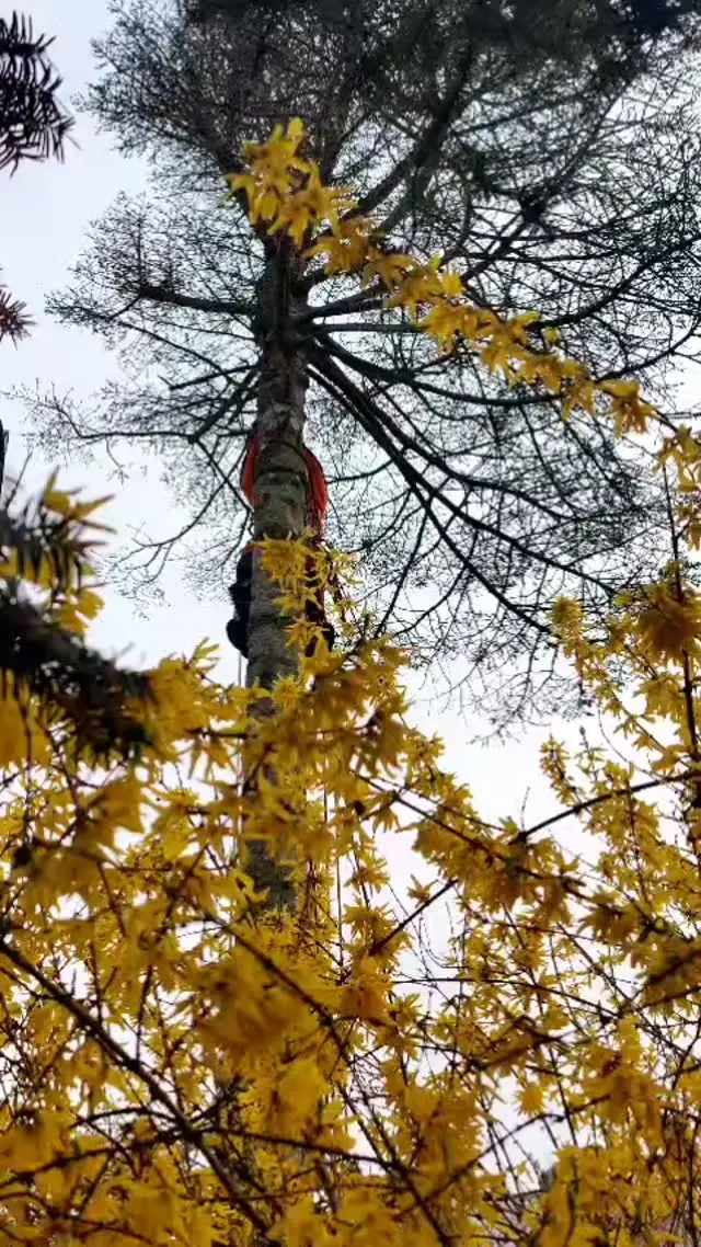 Arbeiten in einer Baumkrone