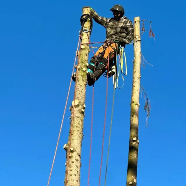 Seilkletterarbeit am Baum